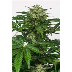 HAZE AUTO CBD · Dinafem · kenevir tohum · Disi  · AutoFem