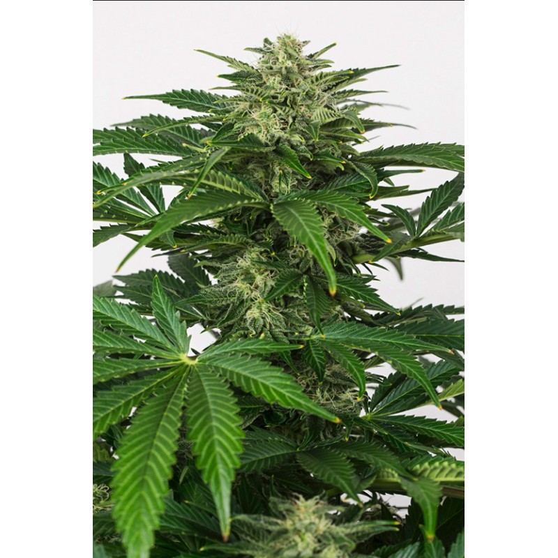 HAZE AUTO CBD · Dinafem · sementes de maconha · AutoFem