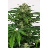 HAZE AUTO CBD · Dinafem · sementes de maconha · AutoFem