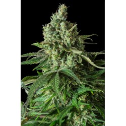 MOBY DICK CBD · Dinafem · cannabis seeds · Fem