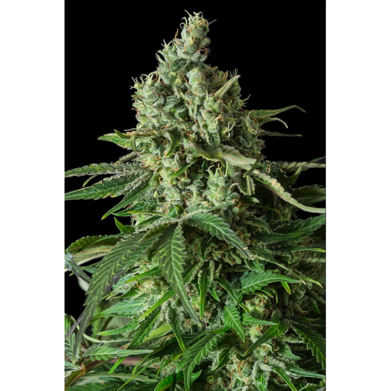 MOBY DICK CBD · Dinafem · graines de cannabis · Fem