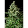 MOBY DICK CBD · Dinafem · kaufen cannabis samen · Fem