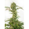OG KUSH AUTO CBD · Dinafem · graines de cannabis · AutoFem