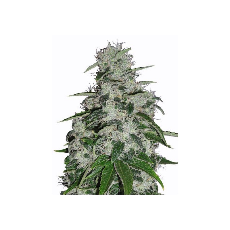 BLUEBERRY · Dr Green Seeds · graines de cannabis en gros · Fem
