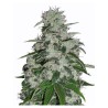 BLUEBERRY · Dr Green Seeds · sementes de maconha a granel · Fem