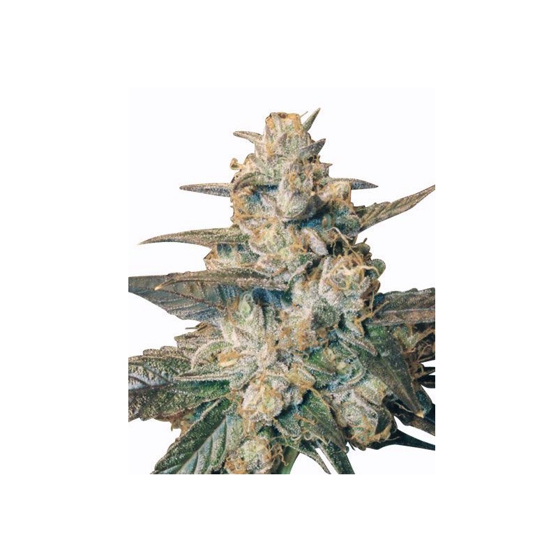 AUTO BLUEBERRY · Dr Green Seeds · graines de cannabis en gros · AutoFem