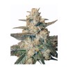 AUTO BLUEBERRY · Dr Green Seeds · graines de cannabis en gros · AutoFem