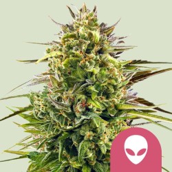 ALIEN OG · Royal Queen Seeds · cannabis samen · Fem