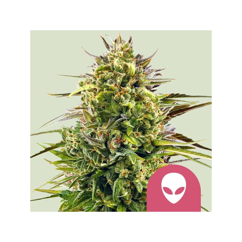 ALIEN OG · Royal Queen Seeds · sementes de maconha · Fem
