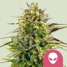 ALIEN OG · Royal Queen Seeds · graines de cannabis · Fem