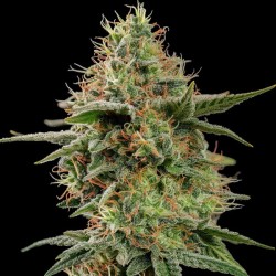 APPLE FRITTER · Royal Queen Seeds · cannabis seeds · Fem