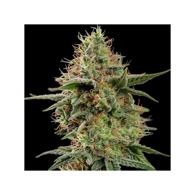 APPLE FRITTER · Royal Queen Seeds · sementes de maconha · Fem