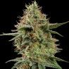 APPLE FRITTER · Royal Queen Seeds · sementes de maconha · Fem