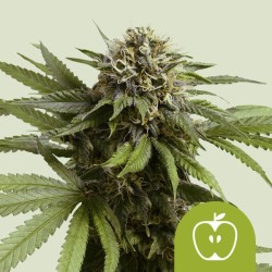 APPLE FRITTER AUTO · Royal Queen Seeds · sementes de maconha · AutoFem