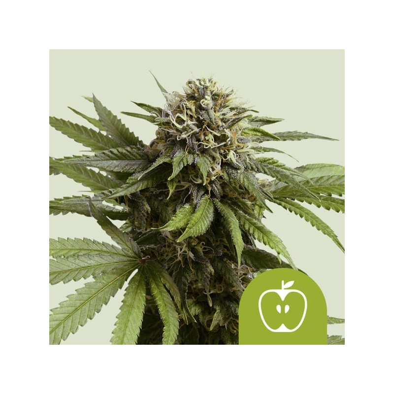 APPLE FRITTER AUTO · Royal Queen Seeds · kaufen cannabis samen · AutoFem