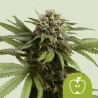 APPLE FRITTER AUTO · Royal Queen Seeds · kaufen cannabis samen · AutoFem