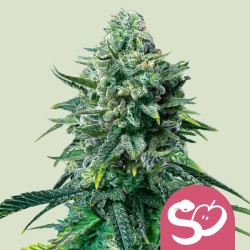 FORBIDDEN FRUIT · Royal Queen Seeds · cannabis samen · Fem