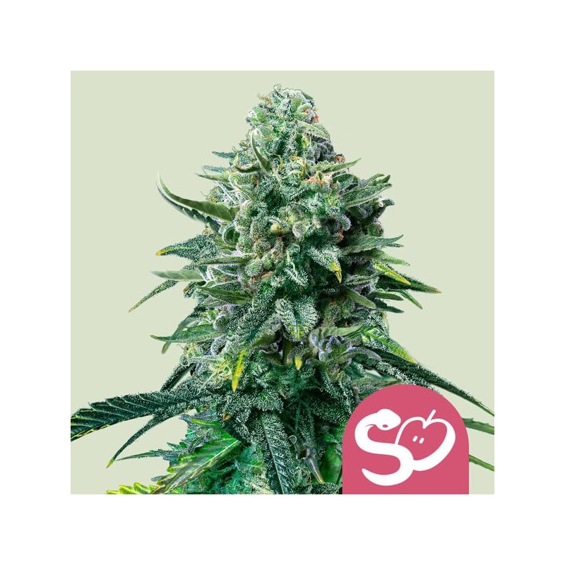 FORBIDDEN FRUIT · Royal Queen Seeds · kenevir tohum · Disi · Fem