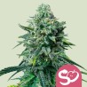 FORBIDDEN FRUIT · Royal Queen Seeds · kenevir tohum · Disi · Fem