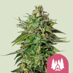 LARRY OG · Royal Queen Seeds · cannabis seeds · Fem