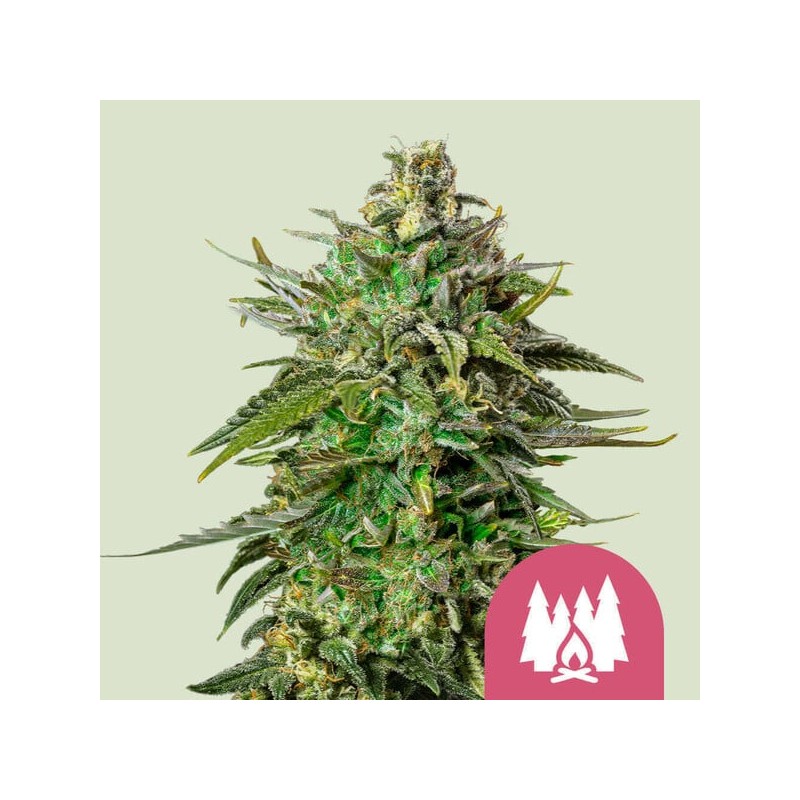 LARRY OG · Royal Queen Seeds · sementes de maconha · Fem