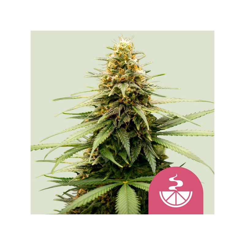LEMON SKUNK · Royal Queen Seeds · cannabis seeds · Fem