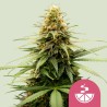 LEMON SKUNK · Royal Queen Seeds · cannabis samen · Fem