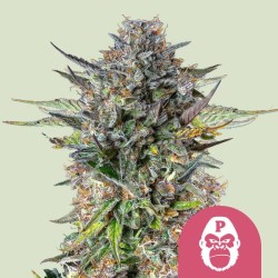 PINK GORILLA · Royal Queen Seeds · cannabis samen · Fem