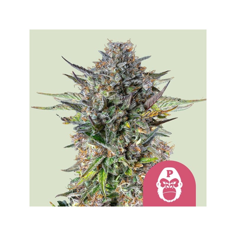 PINK GORILLA · Royal Queen Seeds · cannabis samen · Fem