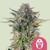 PINK GORILLA · Royal Queen Seeds · sementes de maconha · Fem
