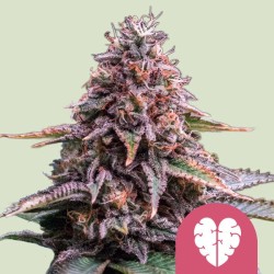 PINK MIST · Royal Queen Seeds · sementes de maconha · Fem