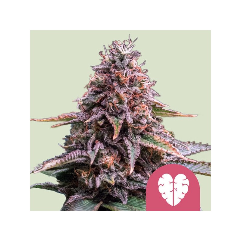 PINK MIST · Royal Queen Seeds · sementes de maconha · Fem