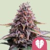 PINK MIST · Royal Queen Seeds · cannabis seeds · Fem