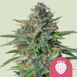 STRAWBERRY COUGH · Royal Queen Seeds · graines de cannabis · Fem