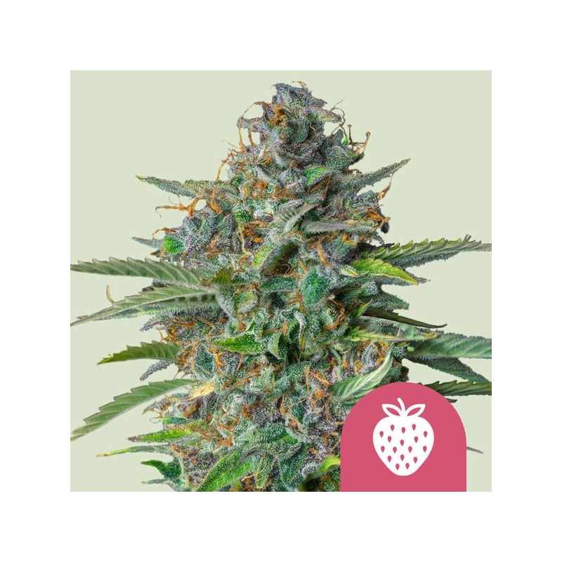 STRAWBERRY COUGH · Royal Queen Seeds · sementes de maconha · Fem
