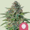 STRAWBERRY COUGH · Royal Queen Seeds · cannabis seeds · Fem