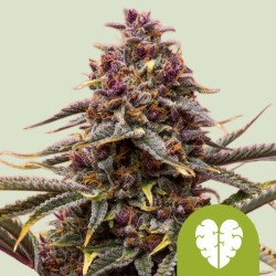 PINK MIST AUTO · Royal Queen Seeds · graines de cannabis · AutoFem