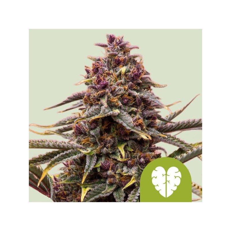 PINK MIST AUTO ·  Royal Queen Seeds · kenevir tohum · Disi · AutoFem