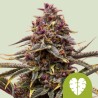 PINK MIST AUTO · Royal Queen Seeds · graines de cannabis · AutoFem