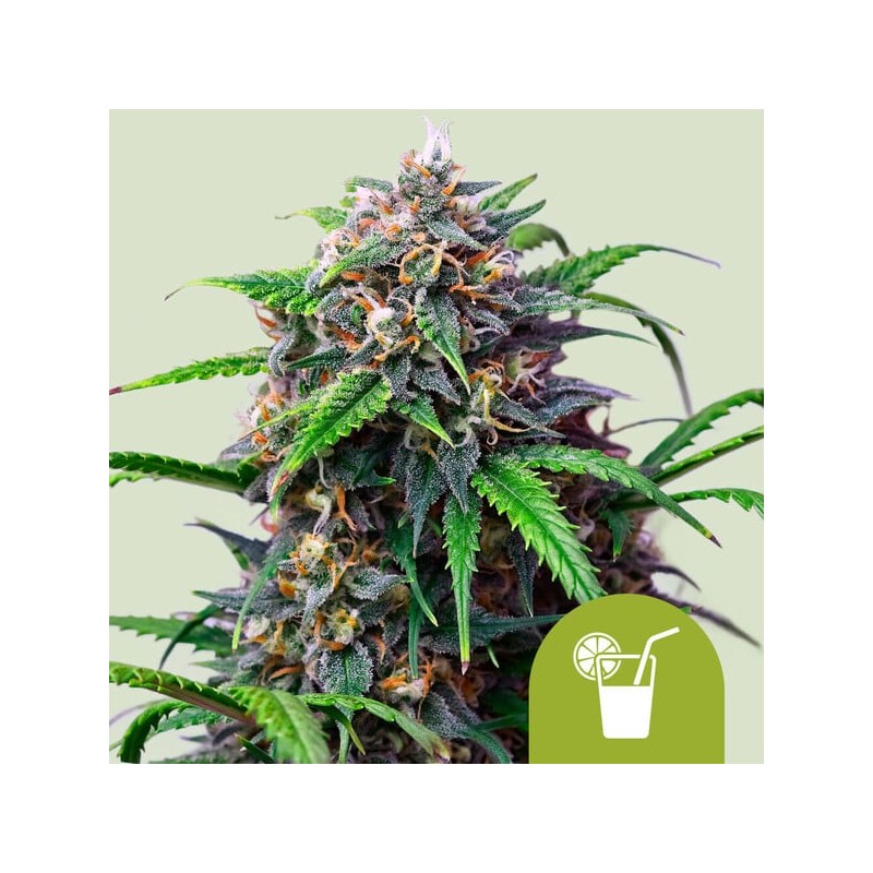 PURPLE LEMONADE AUTO · Royal Queen Seeds · kaufen cannabis samen · AutoFem