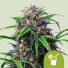 PURPLE LEMONADE AUTO · Royal Queen Seeds · graines de cannabis · AutoFem