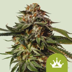 Special Queen 1 Auto – Autoflowering Samen Royal Queen Seeds