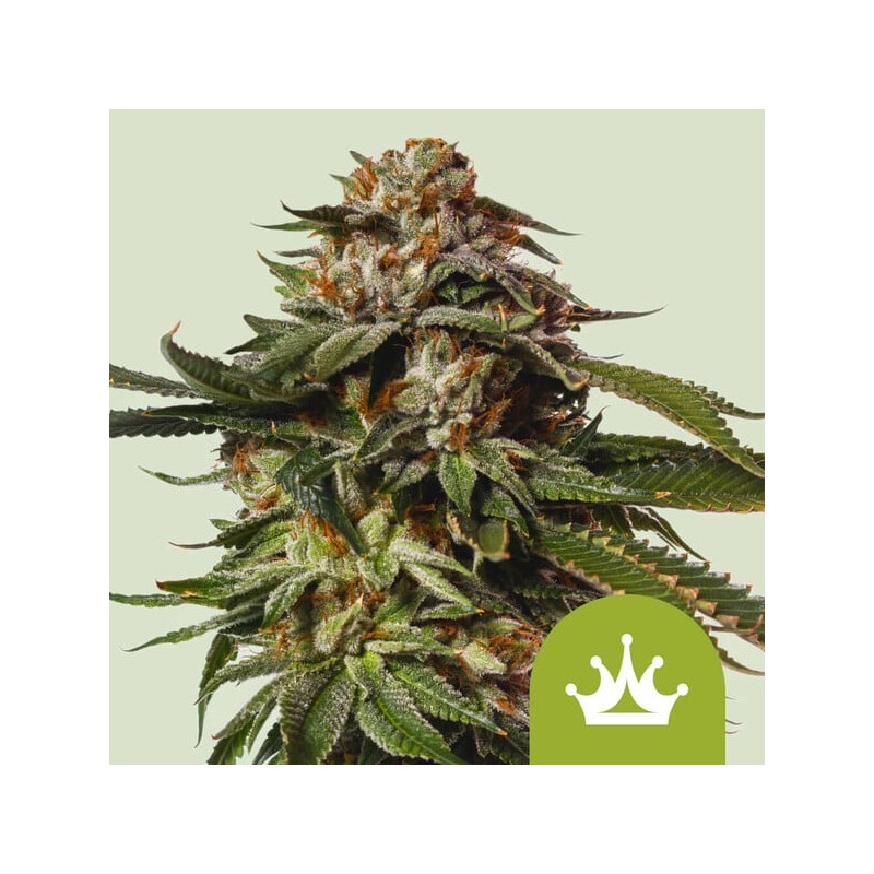 SPECIAL QUEEN 1 AUTO · Royal Queen Seeds · cannabis seeds · AutoFem