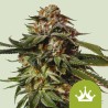 Special Queen 1 Auto – Sementes Autoflorescentes Royal Queen Seeds