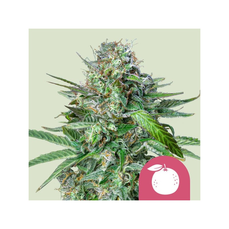 TANGIE · Royal Queen Seeds · graines de cannabis · Fem