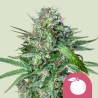 TANGIE · Royal Queen Seeds · graines de cannabis · Fem