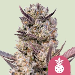 TROPICANA COOKIES PURPLE · Royal Queen Seeds · graines de cannabis · Fem