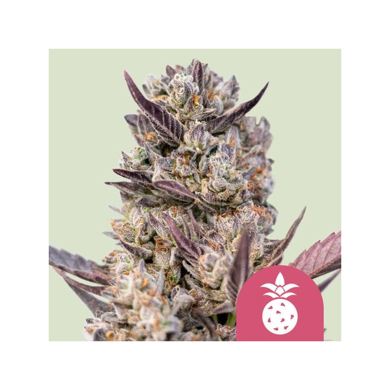 TROPICANA COOKIES PURPLE · Royal Queen Seeds · graines de cannabis · Fem
