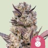 TROPICANA COOKIES PURPLE · Royal Queen Seeds · cannabis seeds · Fem