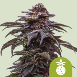 TROPICANA COOKIES PURPLE AUTO · Royal Queen Seeds · sementes de maconha · AutoFem